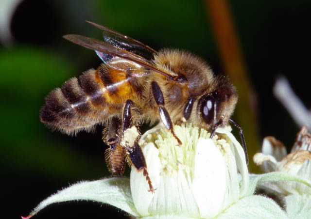 Honey bee - 43Kb