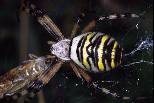 Wasp spider - 46Kb