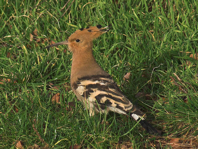 HOOPOE.jpeg - 117Kb