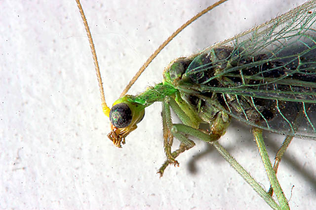 Lacewing Head Close Up - 61Kb