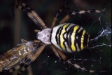 Wasp spider - 9Kb